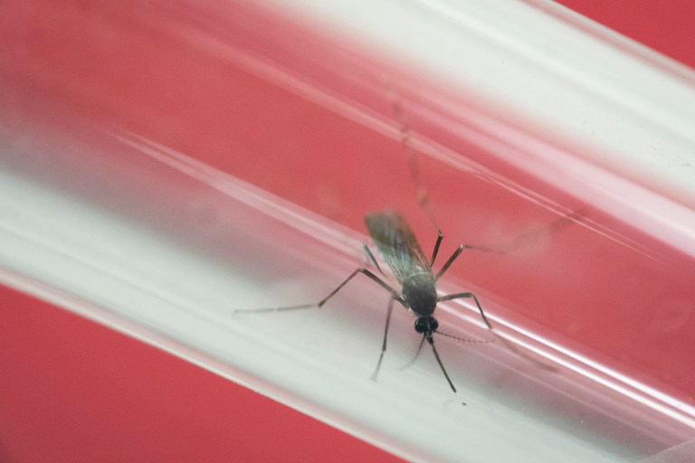 It's not clear exactly why Zika-laden mosquitoes haven't started carrying the virus from one person to another, other than the right combination of factors haven't come together. (AP Photo)
