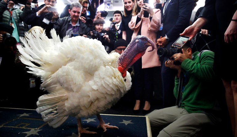 Wishbone, one of two turkeys set to be pardoned by President Trump, paid a visit to the members of the press at the White House briefing room. (AP Photo/Jacquelyn Martin)