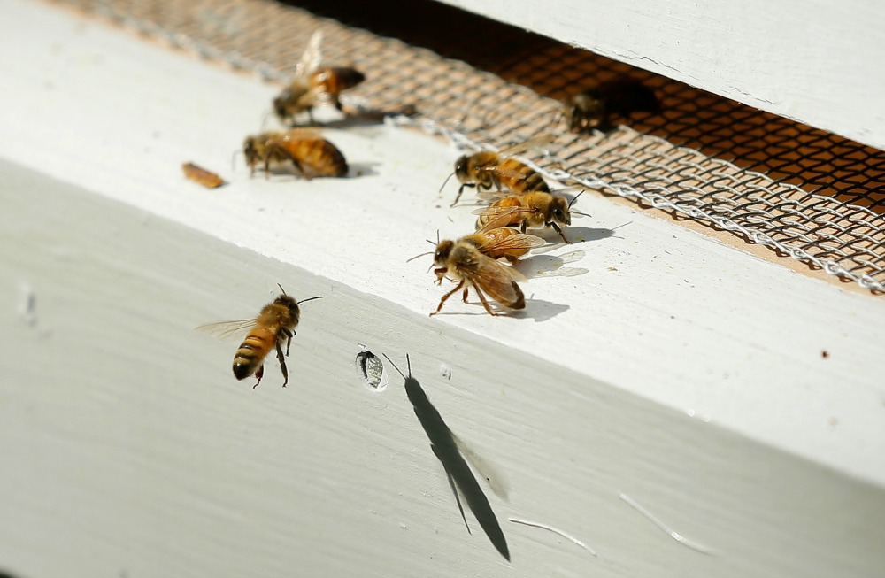 Greens send EPA millions of dead bees