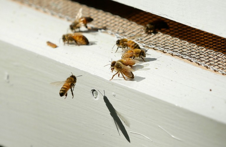 A coalition of conservation groups and bee keepers is planning to make the dead-bee delivery of nearly 3 million expired insects sometime this week. (AP Photo)