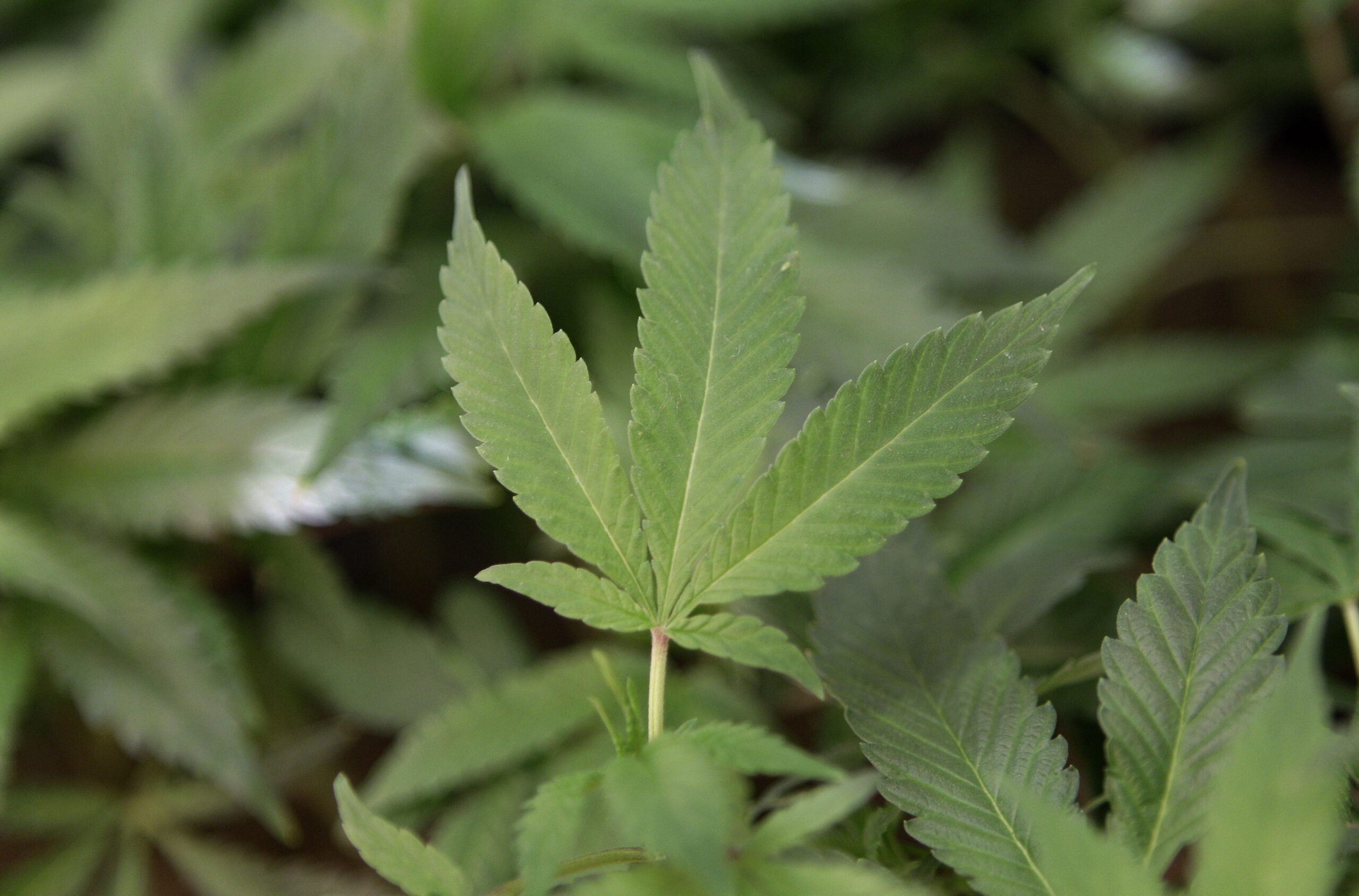Virginia House, Senate pass marijuana legalization, end most mandatory minimums