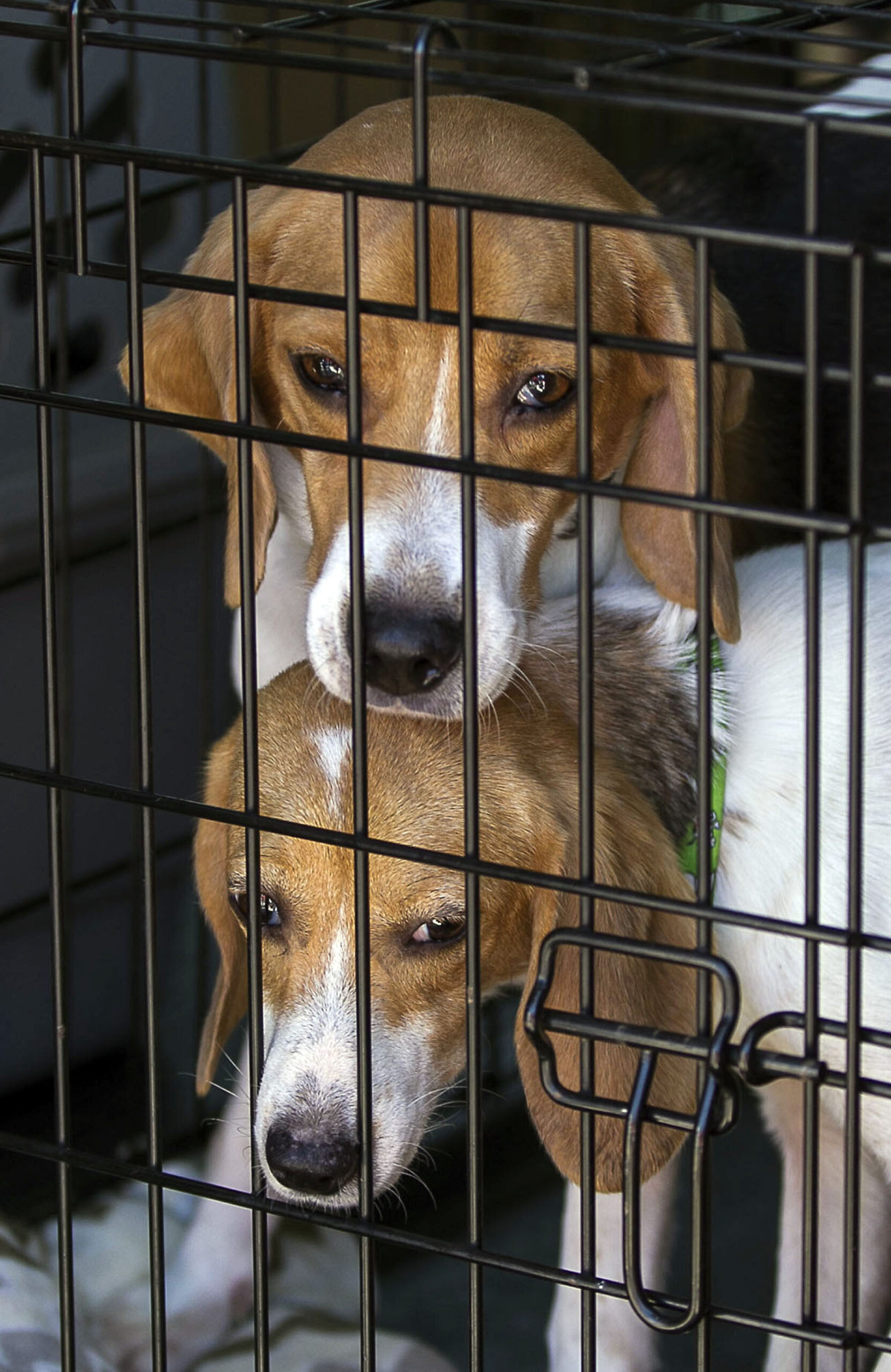 7 lab beagles walk free for the first time