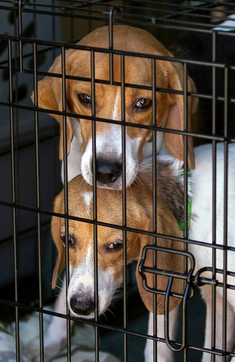Two of six beagles wait to be released from their kennels after arriving to a host home in Hutto, Texas, on Tuesday, July 8, 2014. (AP Photo/Austin American-Statesman, Rodolfo Gonzalez)