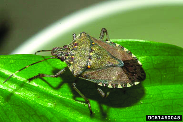 Feds scramble to halt stink bug invasion