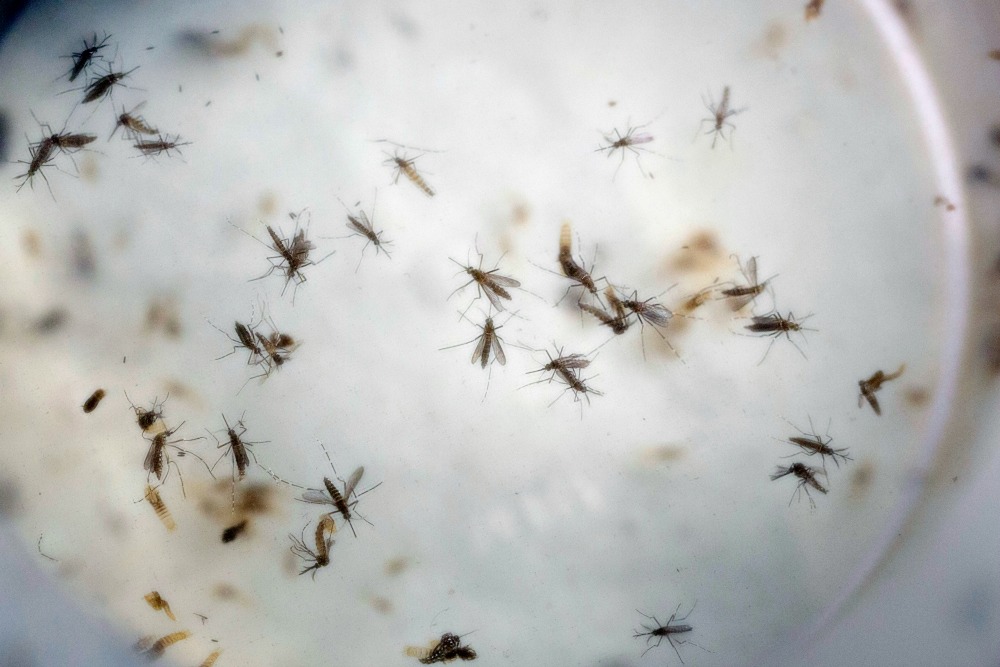 CDC rounds up mosquitoes as part of mystery Zika case