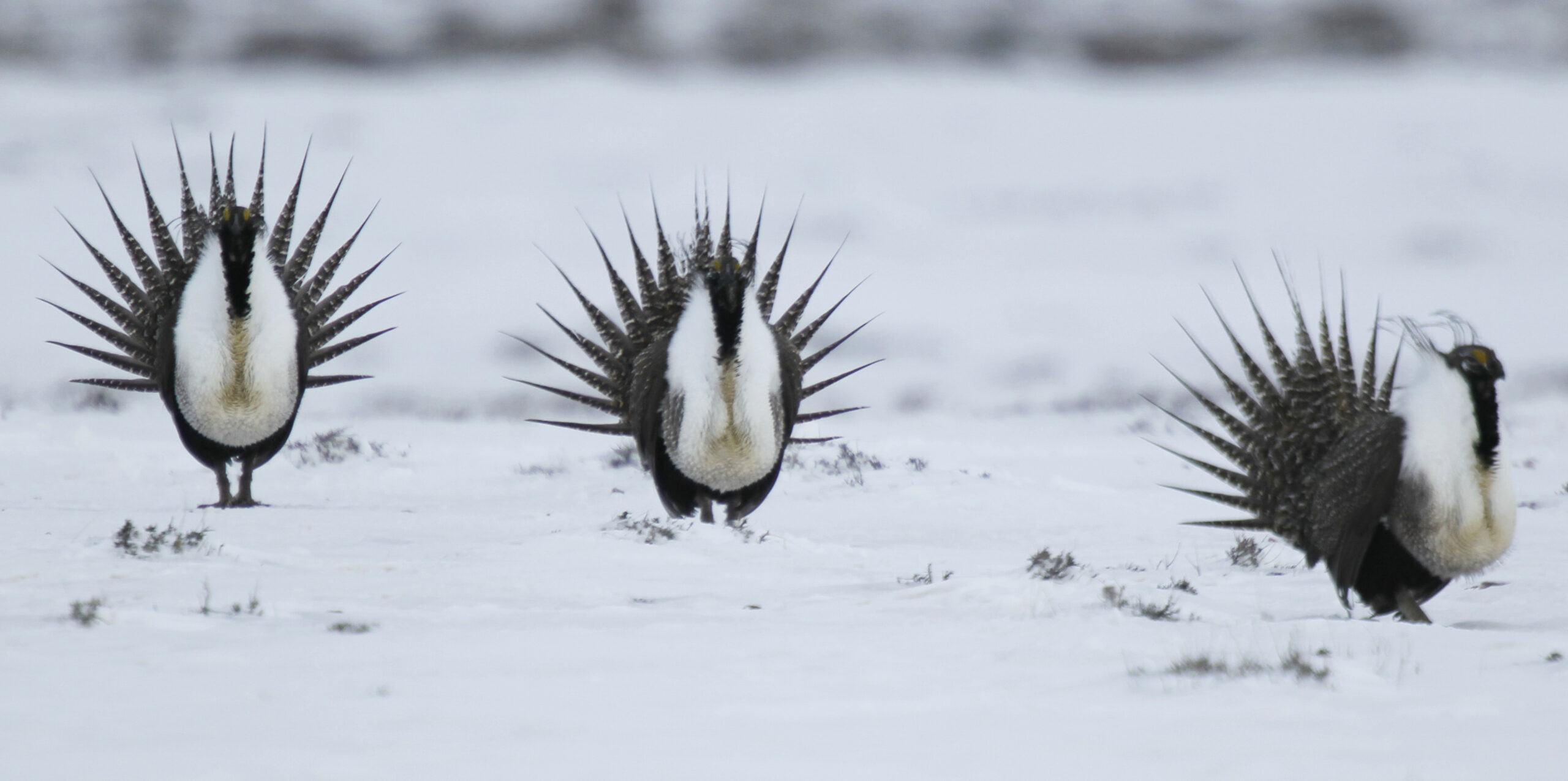 GOP: Obama’s sage grouse move a ‘cynical ploy’ to stop development