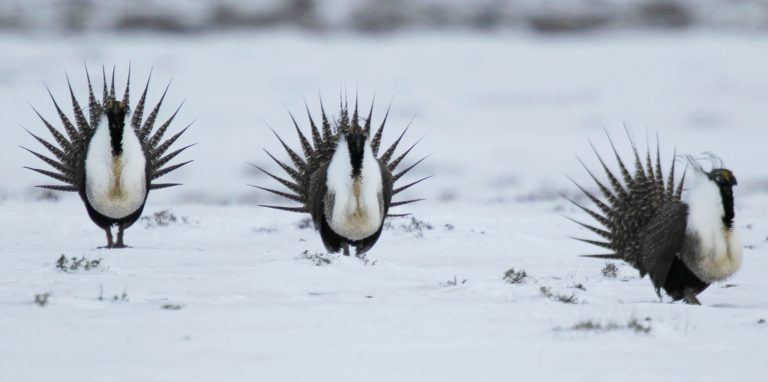 The U.S. Fish and Wildlife Service decided Tuesday not to include the sage grouse under the protections of the Endangered Species Act.Â (AP Photo/David Zalubowski)