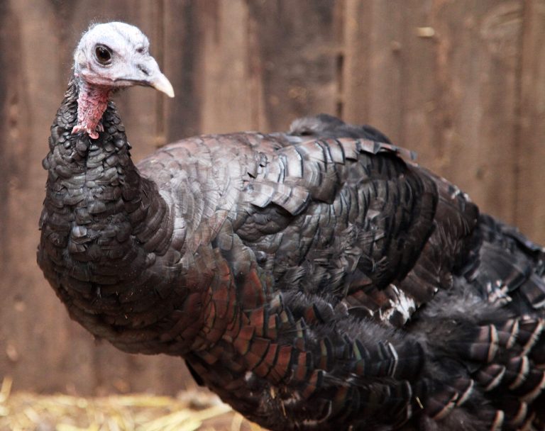 USDA wrote on Monday that the avian influenza hit turkeys in the upper midwest, and killed off more than 7.5 million commercial turkeys. (AP Photo/Gosia Wozniacka)