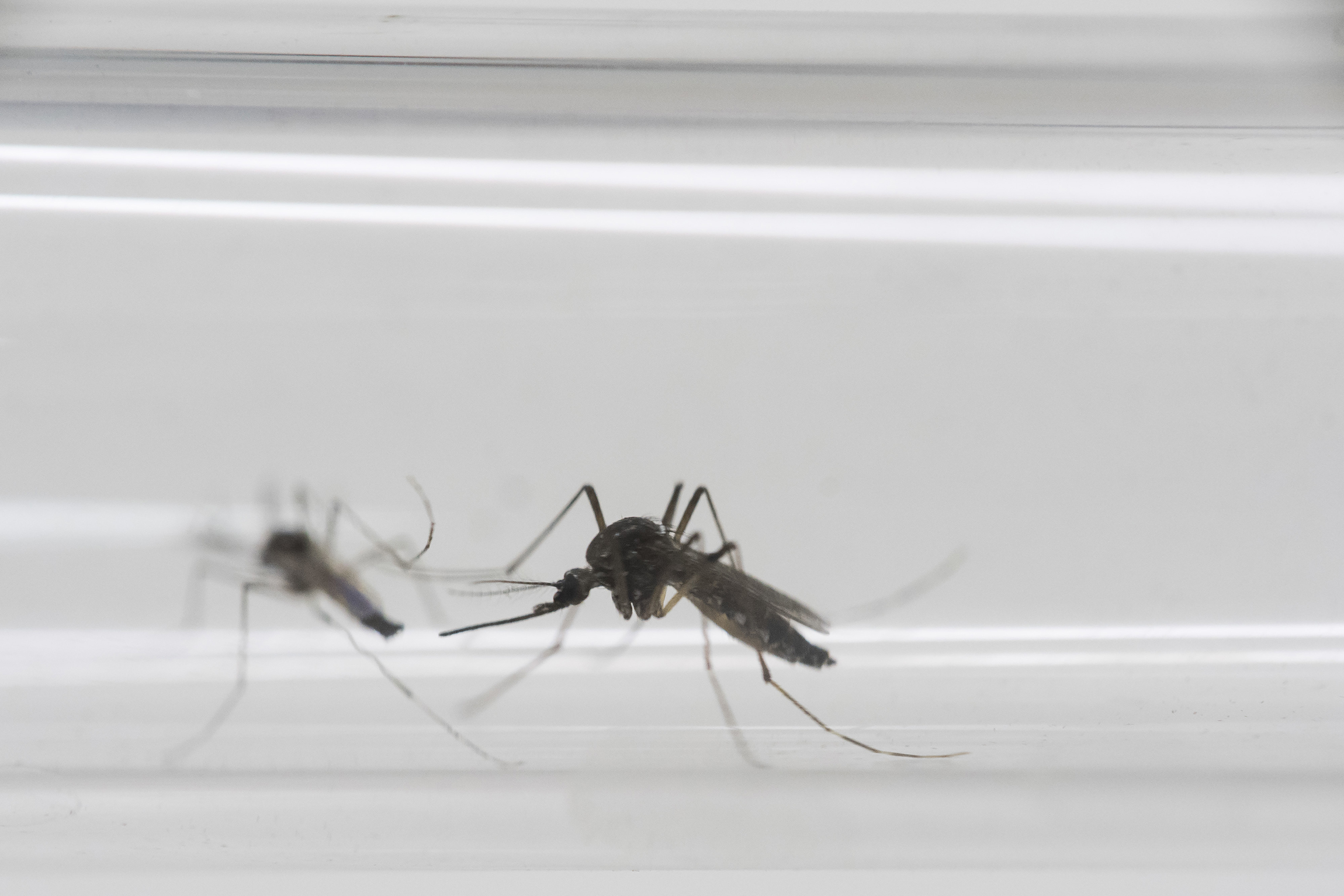 Did a U.S.-based mosquito just spread Zika in Florida?