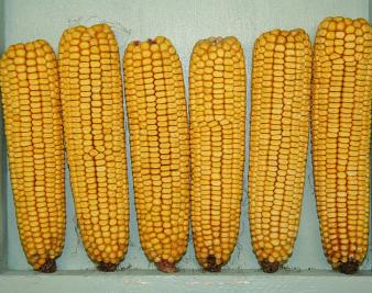 A Tale of Two Repeals