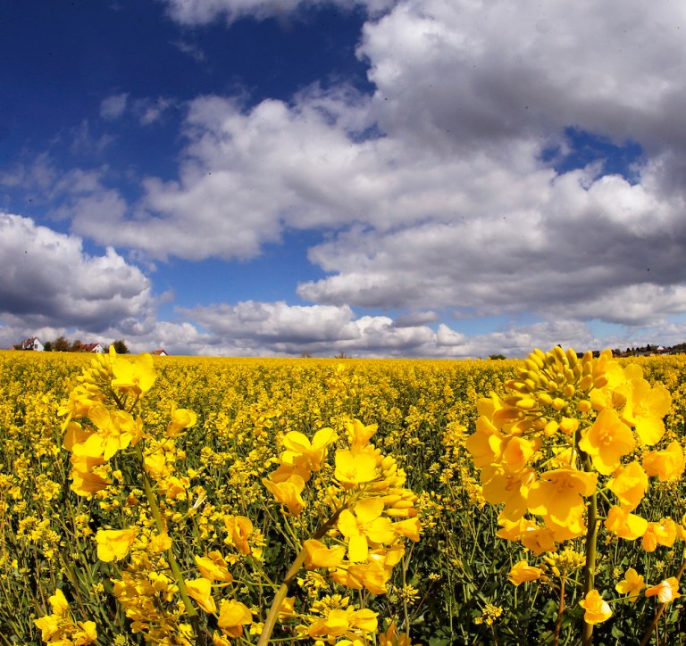 This Earth Day, Environmentalists Should Be Celebrating. But They Are Not.