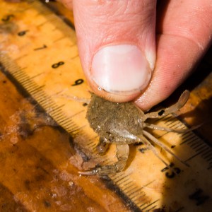 Surprise: Chesapeake Bay blue crab population restored