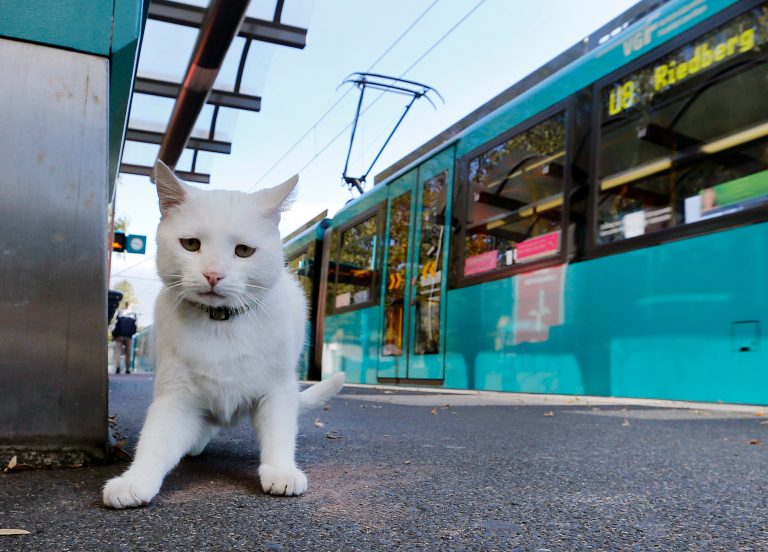 PETA released a billboard with the message, 