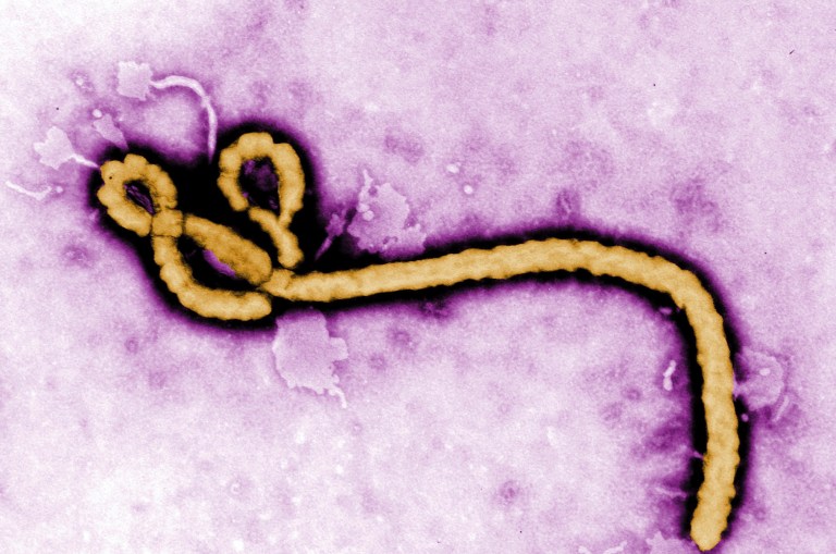The World Health Organization confirmed that a laboratory-confirmed case of Ebola emerged in the central African country of Congo. (AP)