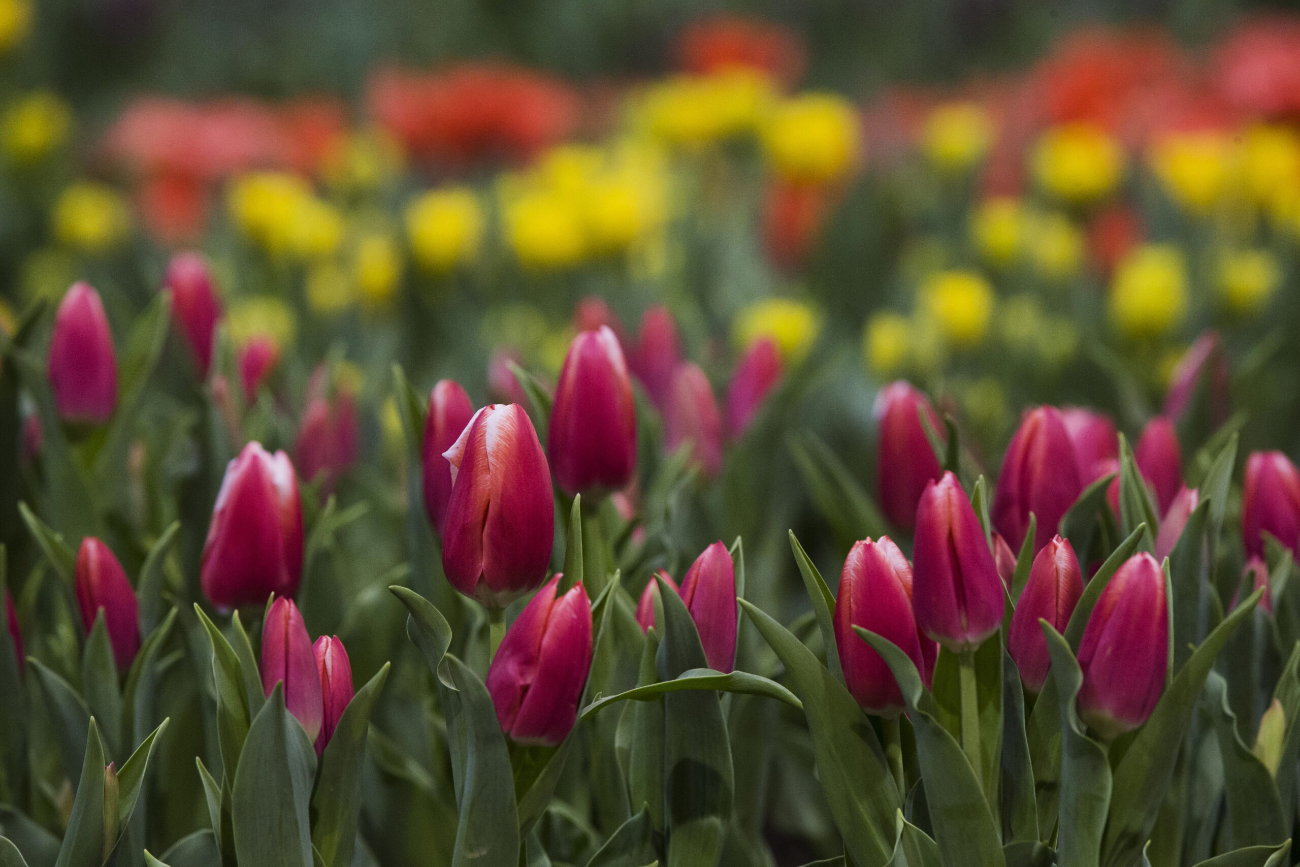 Mother’s Day 2023: Money spent on gifts up by $4 billion compared to last year