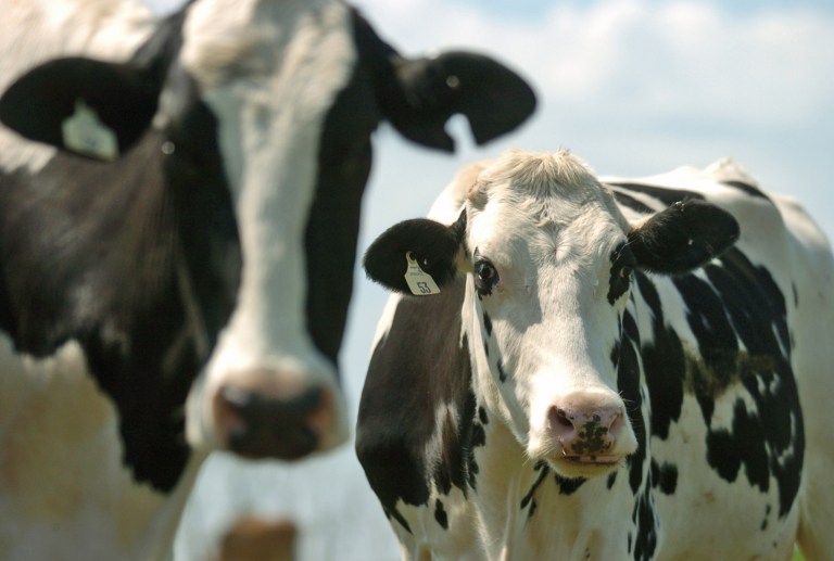 Bestiality is now illegal in the state of New Jersey.Â (AP Photo/Matthew S. Gunby)