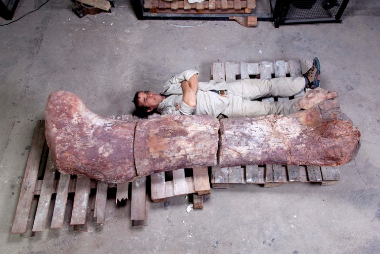 Huge femur in Argentina could be biggest dino yet