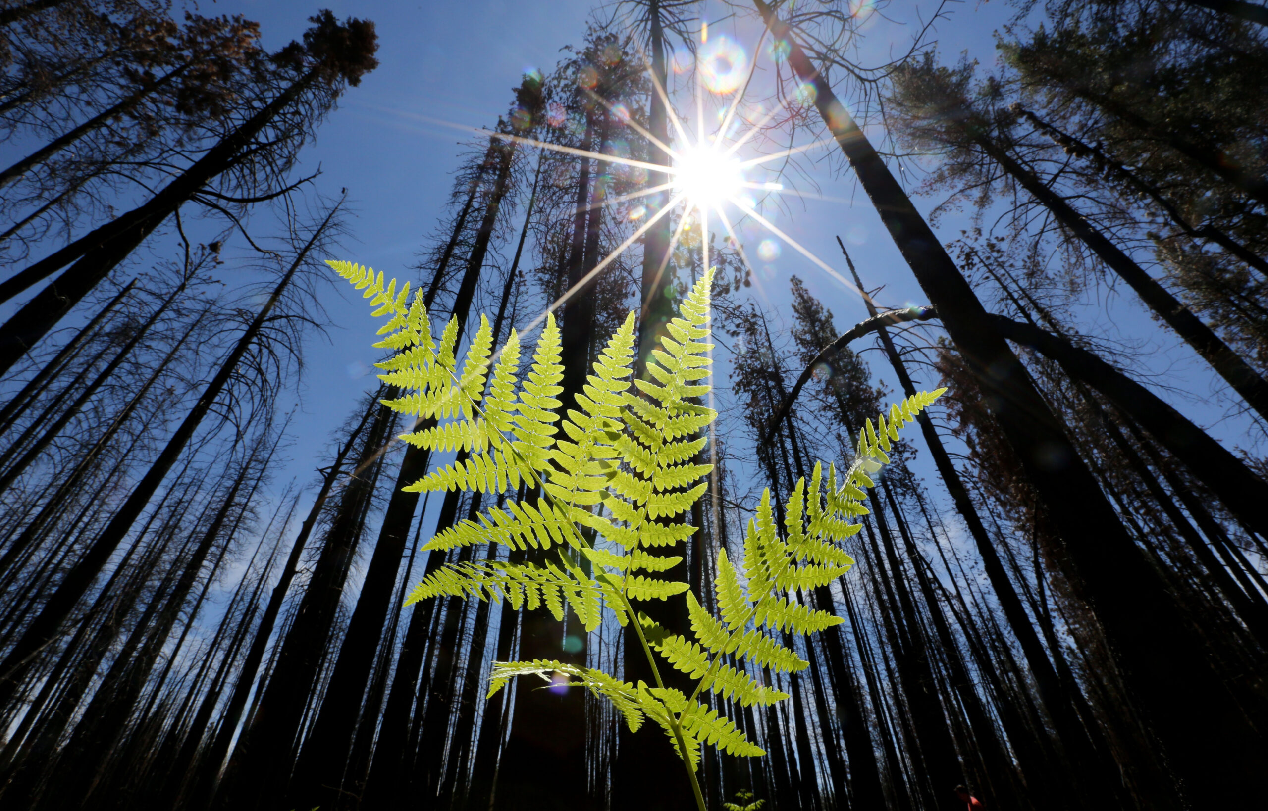 Twenty-one species declared extinct and removed from endangered list