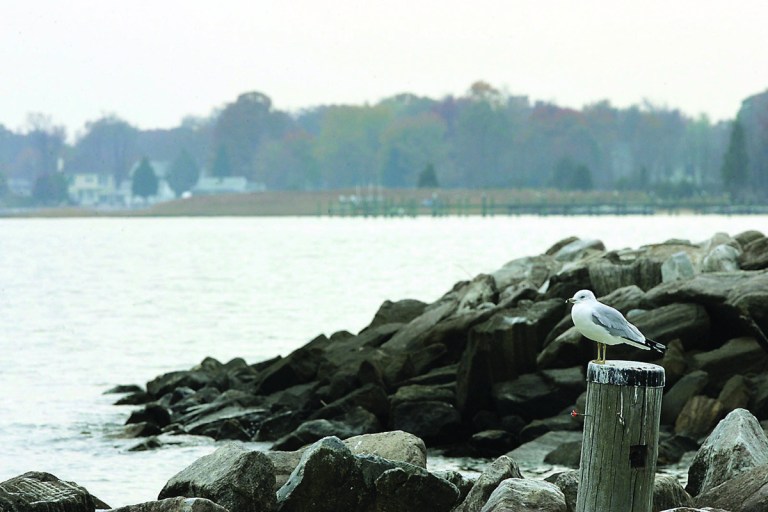 Examiner file
Growth of the oyster and blue crab populations in the Chesapeake Bay in 2012 are some of the bright spots in a report by the Chesapeake Bay Foundation on Bay health.