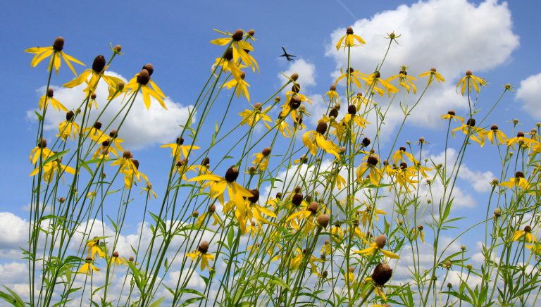 In this Thursday, July 17, 2014 photo, an airplane takes off from Dayton International Airport, passing over one of the airport's prairies in Vandalia, Ohio. In an effort to keep birds away from aircraft, the airport is experimenting by planting the tall prairie grass. Heavy birds like geese, which cause the most damage to planes, are believed to avoid long grasses because they fear predators might be hiding within. (AP Photo/Skip Peterson)