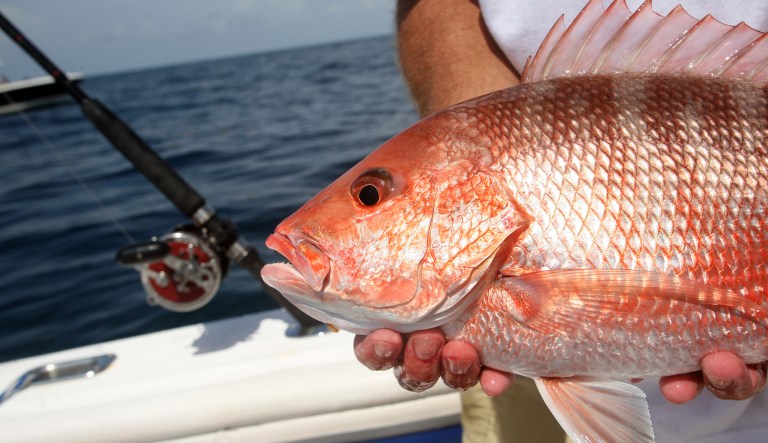 The poster fish for federal fisheries mismanagement is Gulf of Mexico red snapper. (iStock photo)