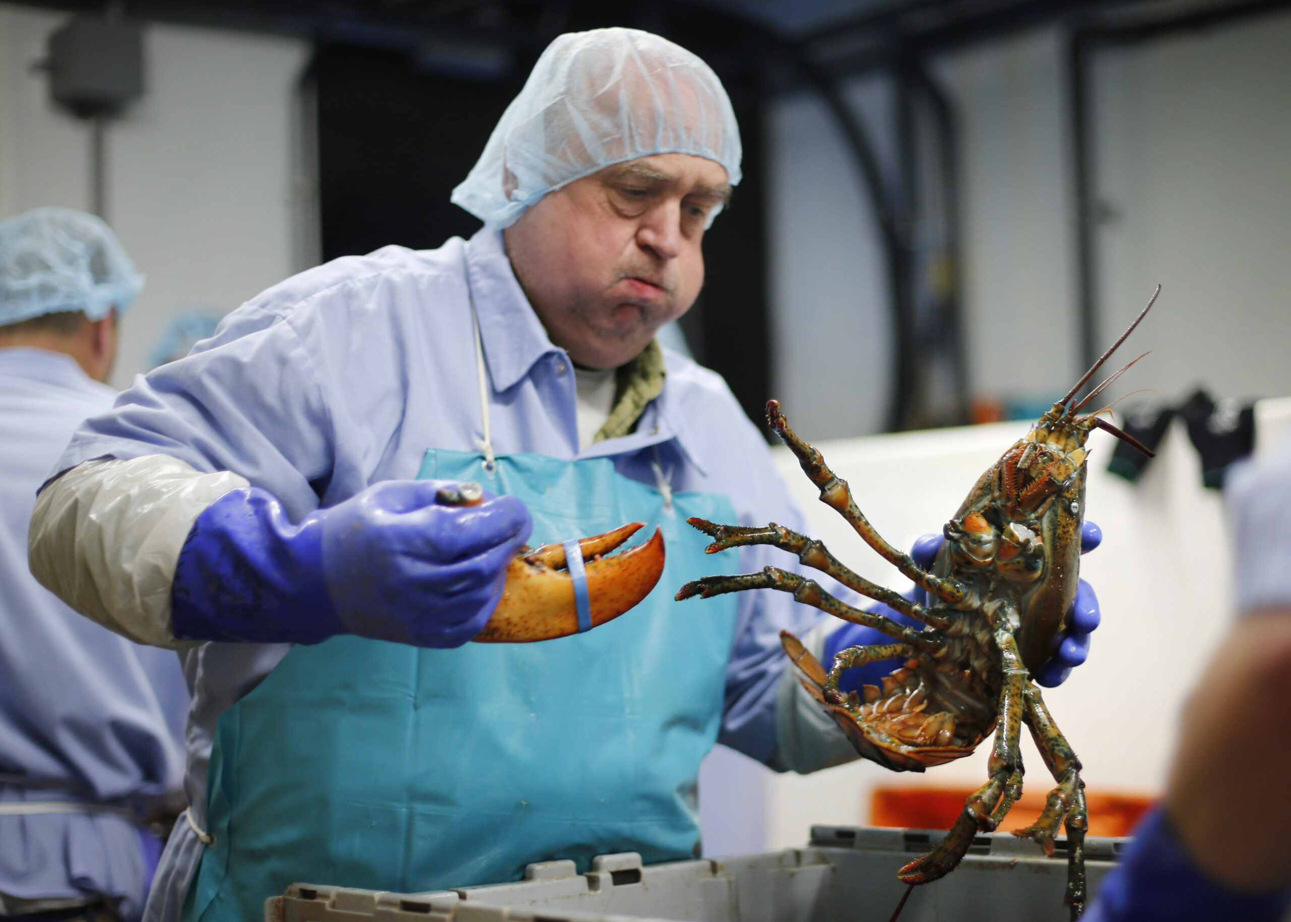Maine to fight Canada’s hold on lobster processing