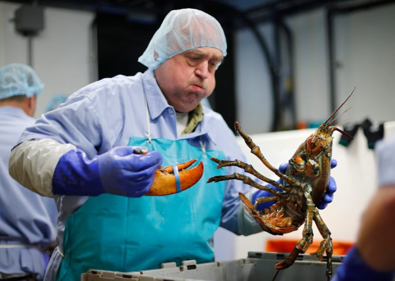 In this Friday, June 20, 2014 photo, Frank Carlson breaks a claw off a lobster at the Sea Hag Seafood processing plant in St. George, Maine. State officials and lobster industry leaders are working to bring more lobster meat processing back to Maine from Canada, where much of it takes place. (AP Photo/Robert F. Bukaty)