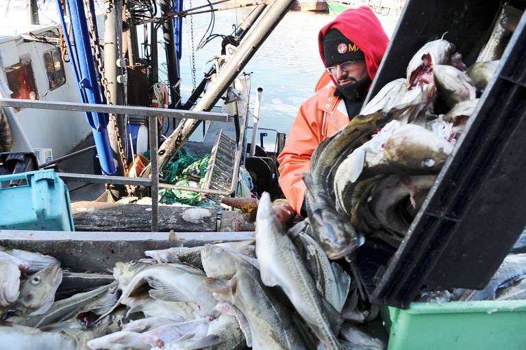 Dockworker Dominic Giovinco, of Gloucester, Mass., unloads cod from the fishing boat Lady Jane, in the background, at the Jodrey State Fish Pier in Gloucester, Mass., Friday, Jan. 16, 2009 as a blast of arctic air chills the Northeast. Massachusetts Attorney General Martha Coakley is urging a court to stop new federal fishing regulations which she called an 