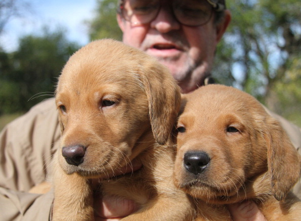 Under new law, Maryland pet shops required to give more info on puppies