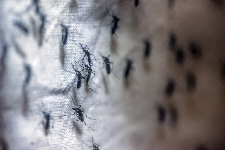 State health officials are investigating four Zika infections that didn't come from travel. (Paulo Fridman/Bloomberg)