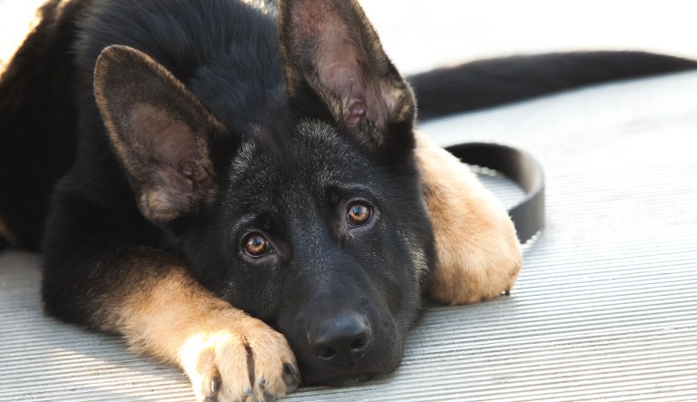The dog's owner argued the shooting amounted to an unconstitutional seizure in violation of her Fourth Amendment rights. (iStock by Getty Images)