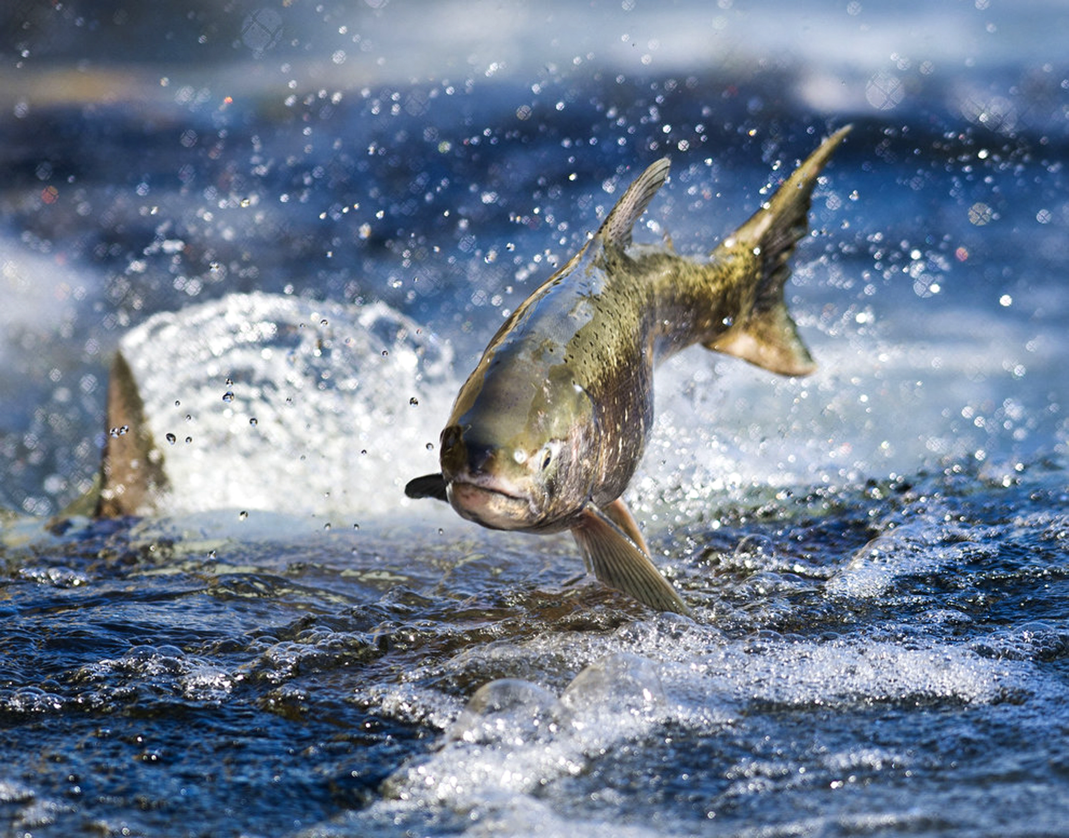 California’s salmon, steelhead get help