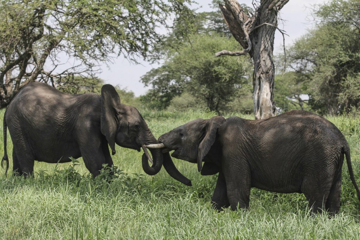 Elephant fight pits Big Green vs. Big Gun