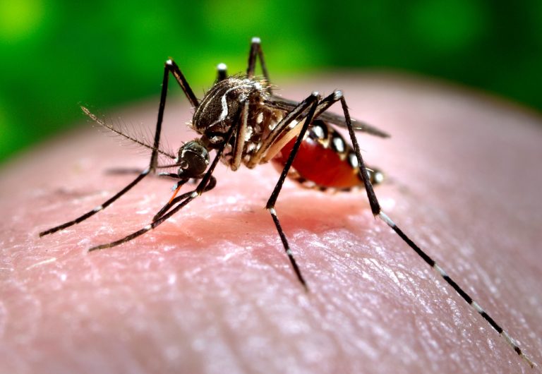 In this photo, a mosquito of the species Aedes aegypti sucks blood from a human.