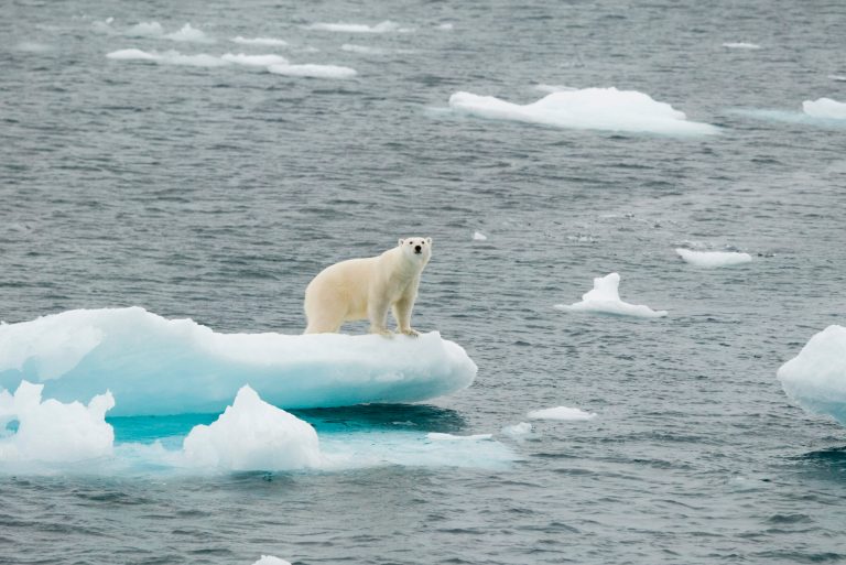 Remember the polar bear floating on the melting chunk of ice? It's among the most enduring symbols of global warming. (Thinkstock)