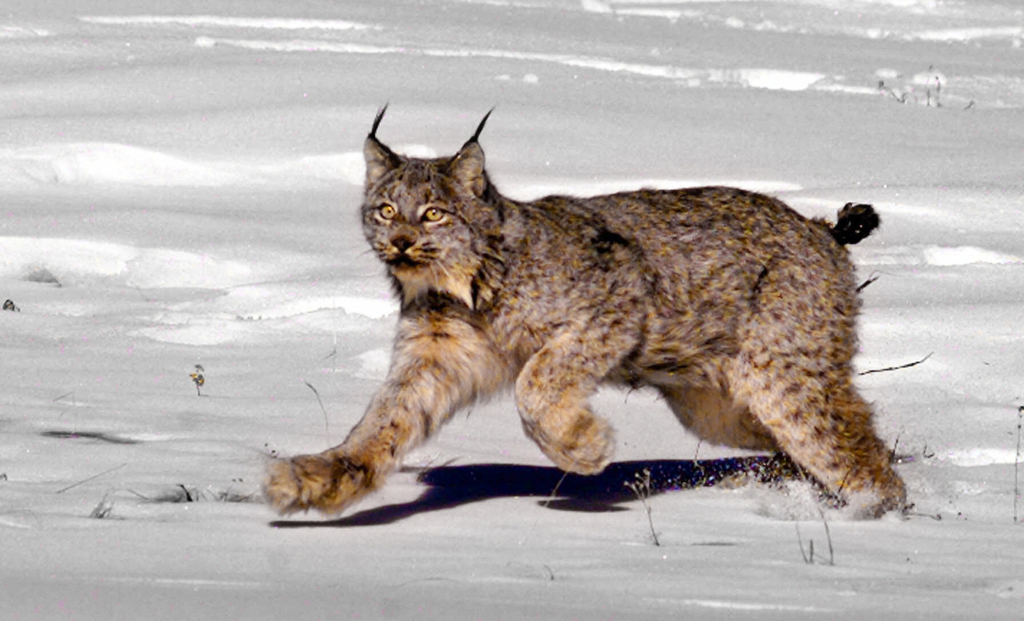 Endangered species law in Trump’s crosshairs
