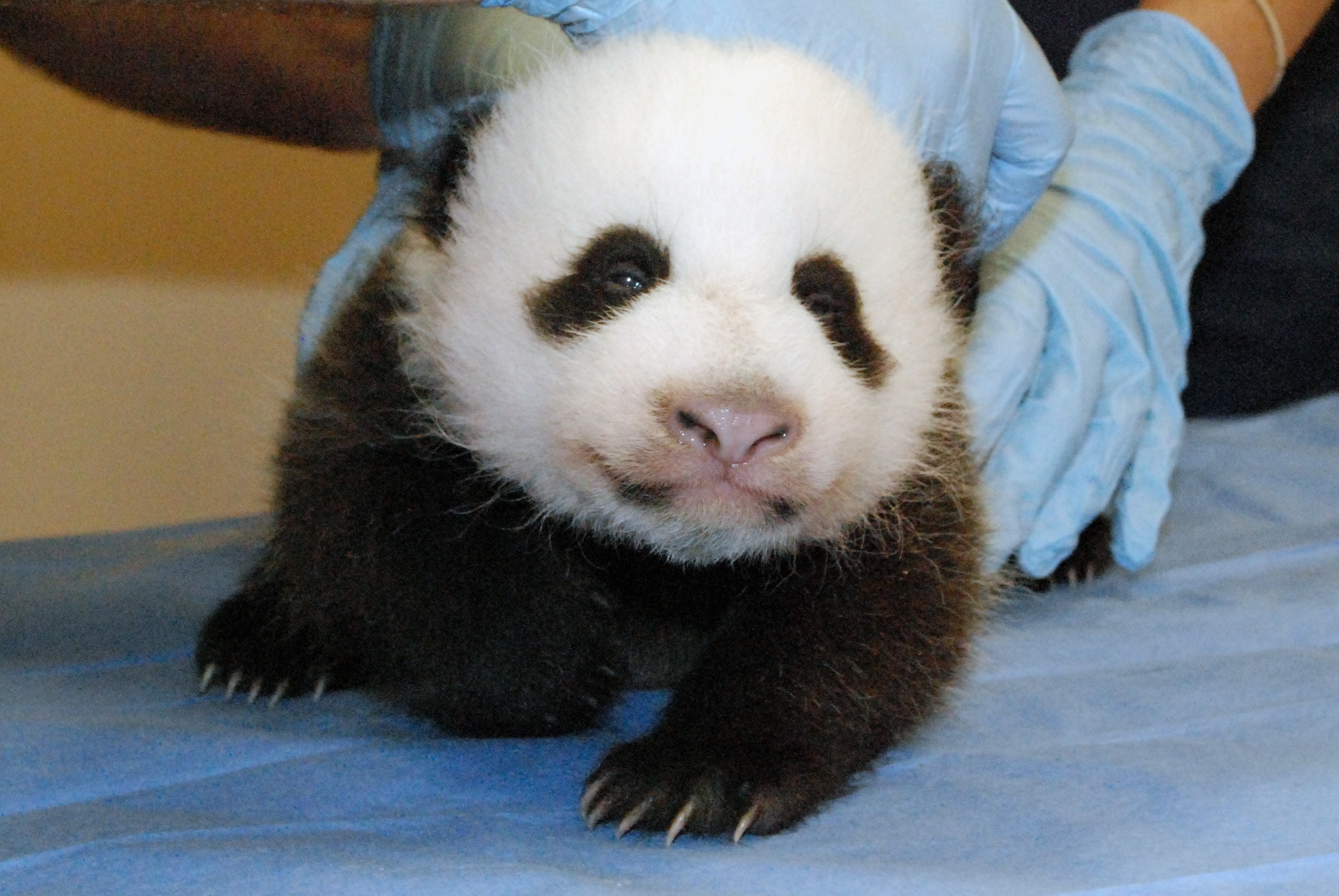 National Zoo panda cam online, zoo reopens Friday