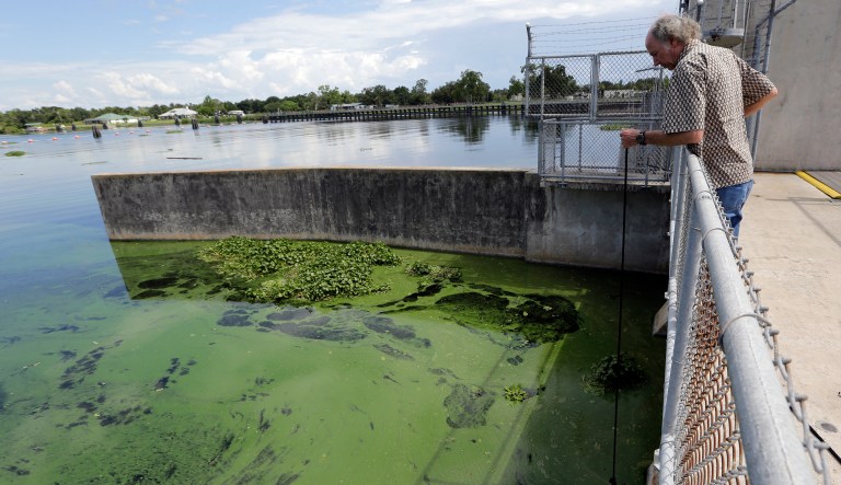 Larry Brand, a professor of marine biology and fisheries at the University of Miami, takes a water sample for testing from an algae bloom on the Caloosahatchee River at the W.P. Franklin Lock and Dam, Thursday, July 12, 2018, in Alva, Fla. Water releases from Lake Okeechobee toward both Florida coasts will resume Friday amid political backlash and a toxic algae bloom.