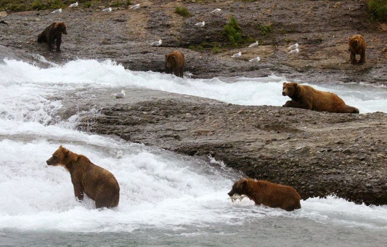 ** ADVANCE FOR WEEKEND FEB. 10-11 **  Bears fish for salmon at the at McNeil River falls in July 2004. A decision by the Alaska Board of Game opened state lands used by the McNeil River bears near the 114,400-acre sanctuary  to hunting as of July 1, 2007 clearing the way for a fall hunt.