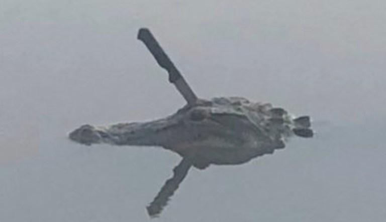 Here’s the story behind knife in an alligator’s head