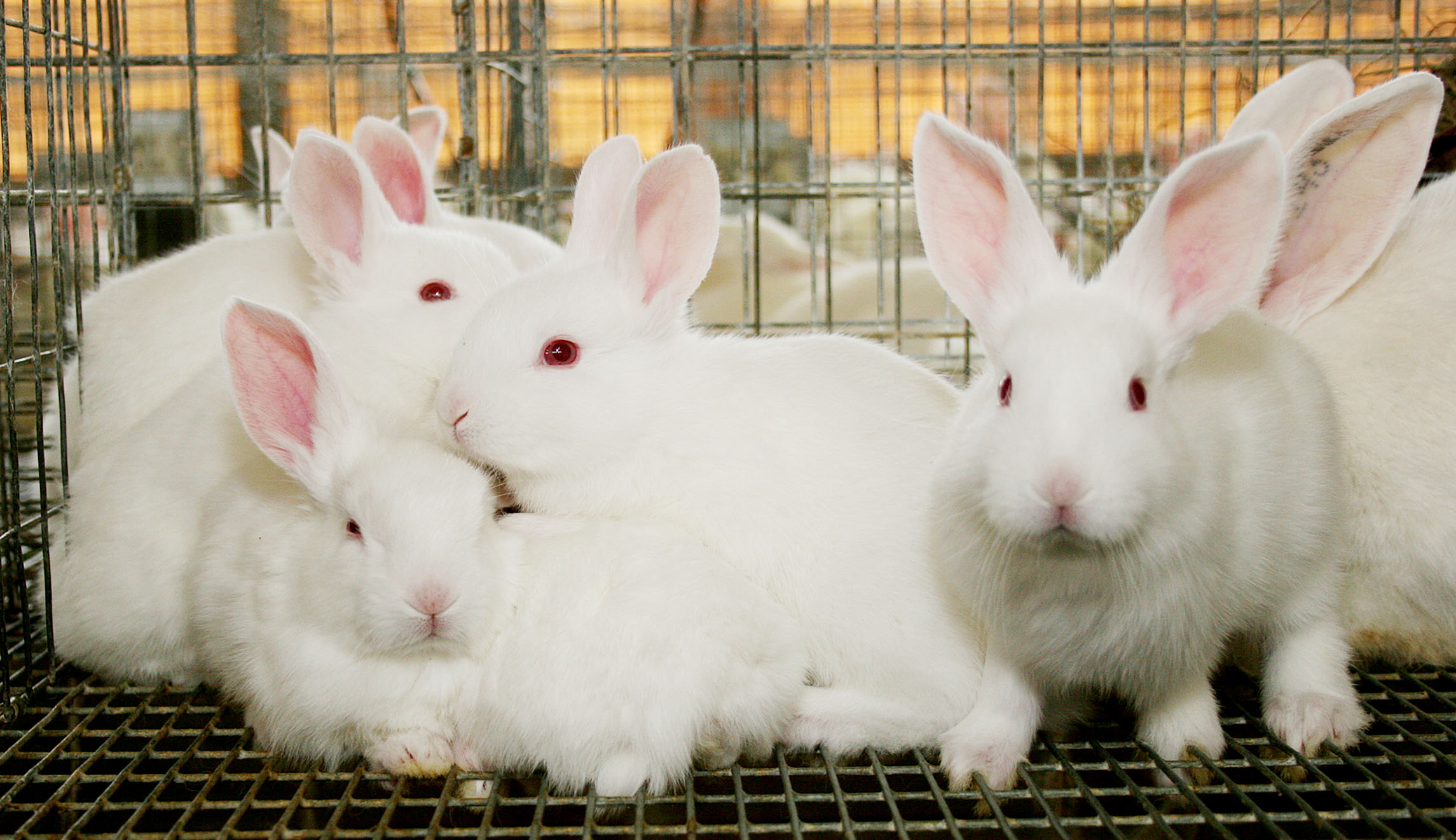 Bipartisan group of senators introduces bill requiring federal agencies to adopt out retired lab animals