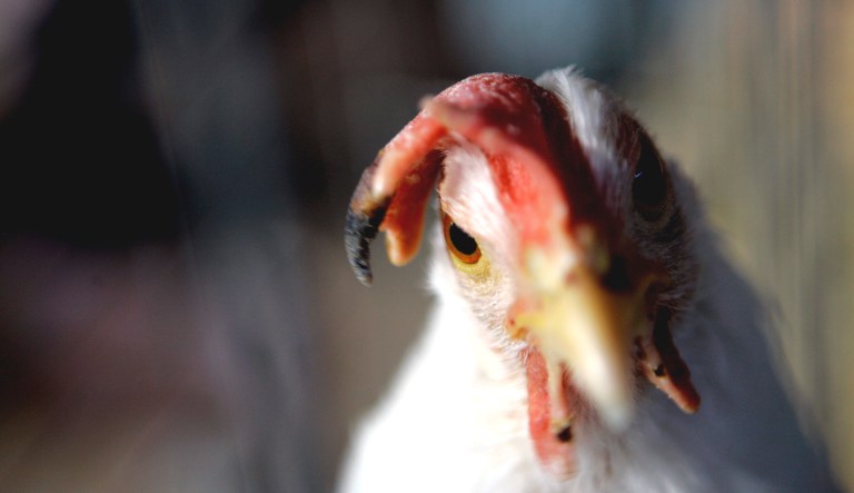A single-comb white leghorn chicken looks out of its cage while on display at the Pennsylvania Farm Show Complex and Expo Center in Harrisburg, Pennsylvania.