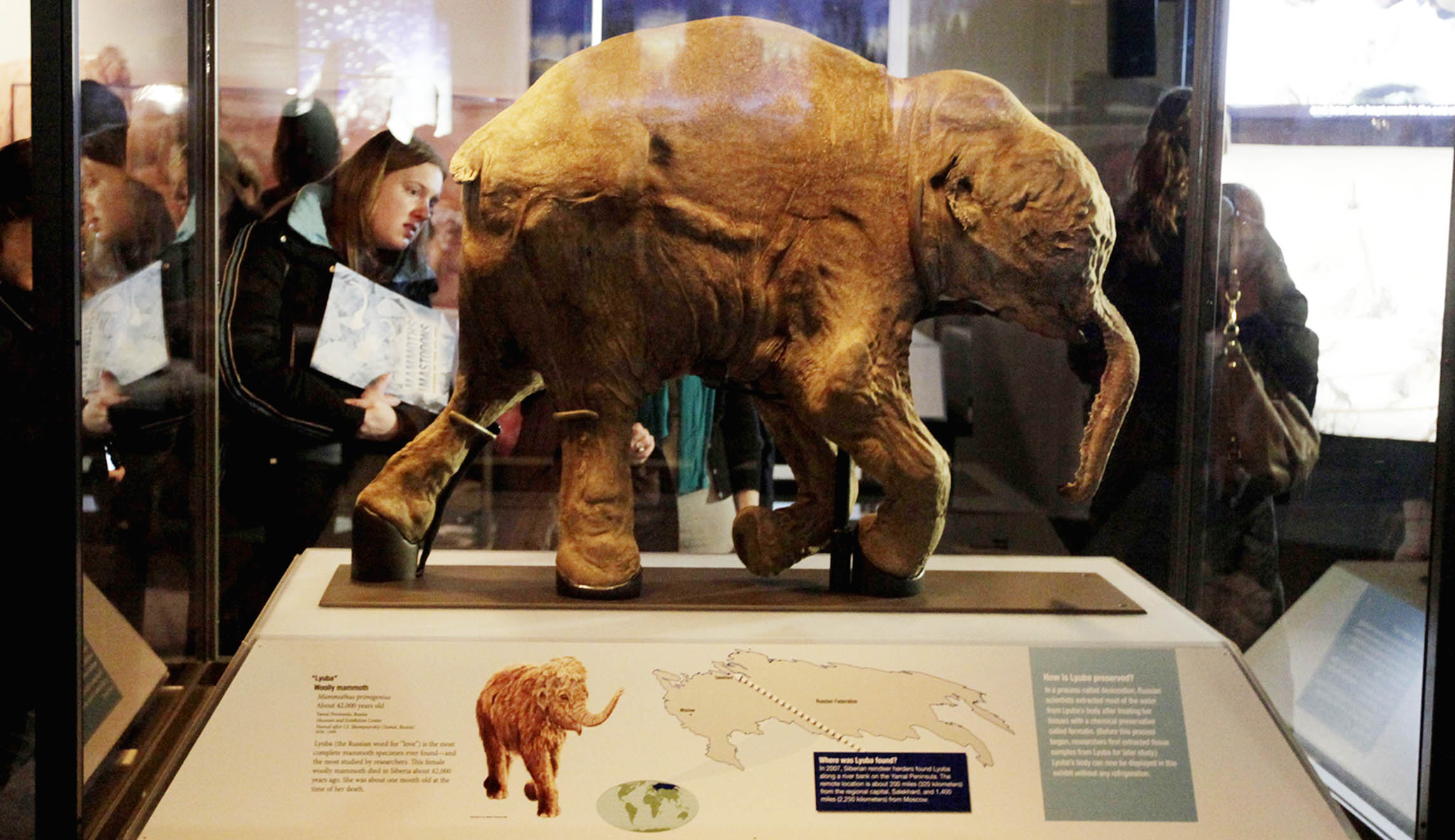 Woolly mammoths, unlike whangdoodles, should stay extinct