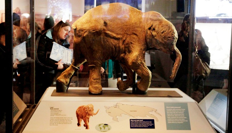 In this photo taken Tuesday, March 2, 2010, museum guests check out Lyuba, the most complete woolly mammoth specimen ever found and part of a new exhibit called "Mammoths and Mastodons: Titans of the Ice Age" at The Field Museum in Chicago.