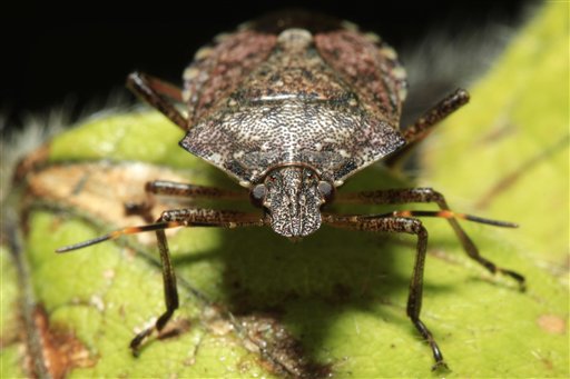 Victory elusive in long war with Asian stink bug