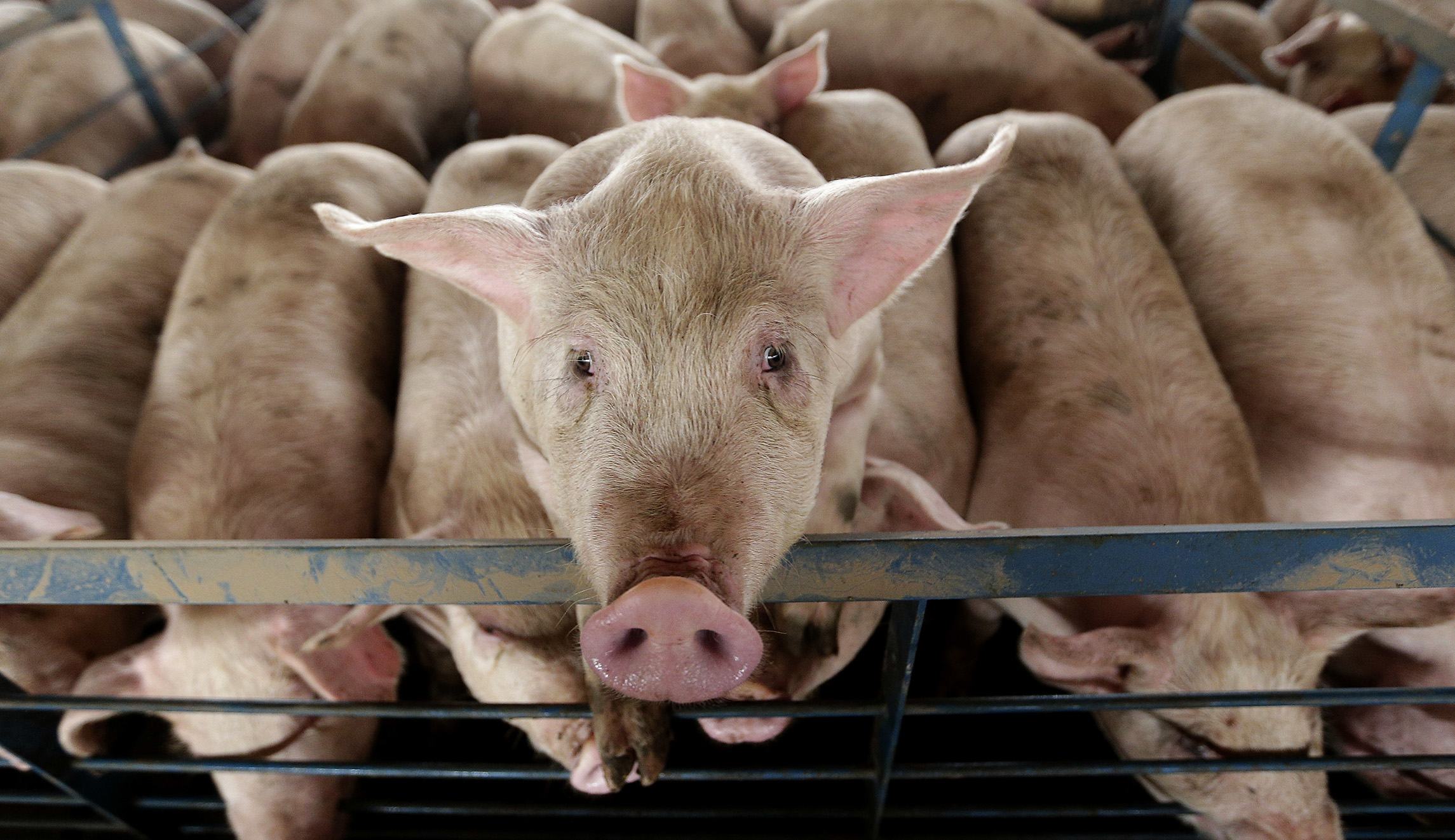 Illinois farmers so far avoiding need to euthanize excess livestock