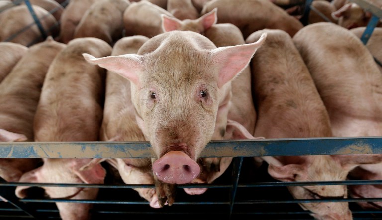 The political arm for the National Pork Producers Council, a trade group composed of 42 affiliated state pork producer associations, failed to report recently on financial disclosures who gave it $9,706 in March