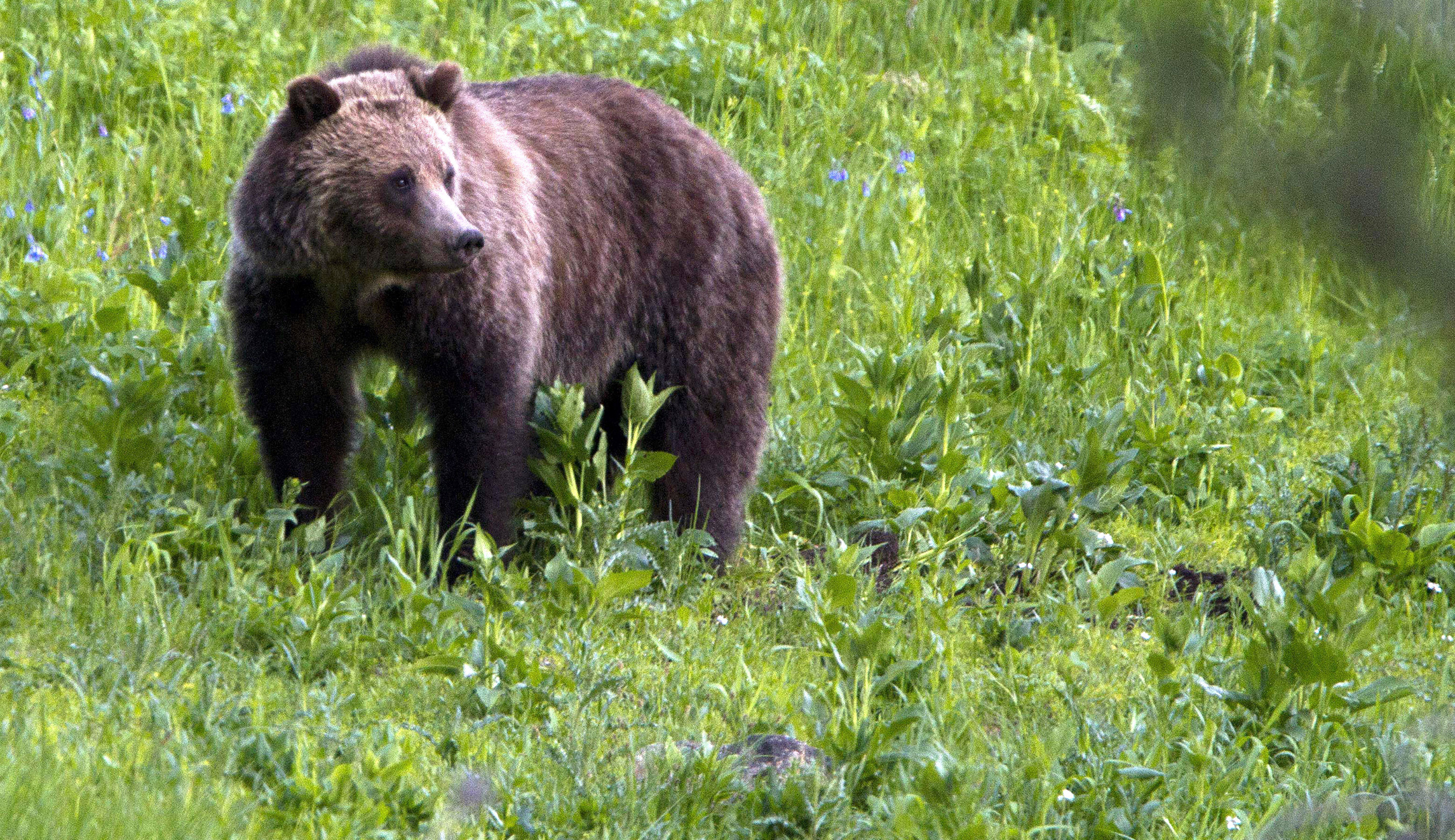 Urbanites glamorize deadly bears that attack ranchers
