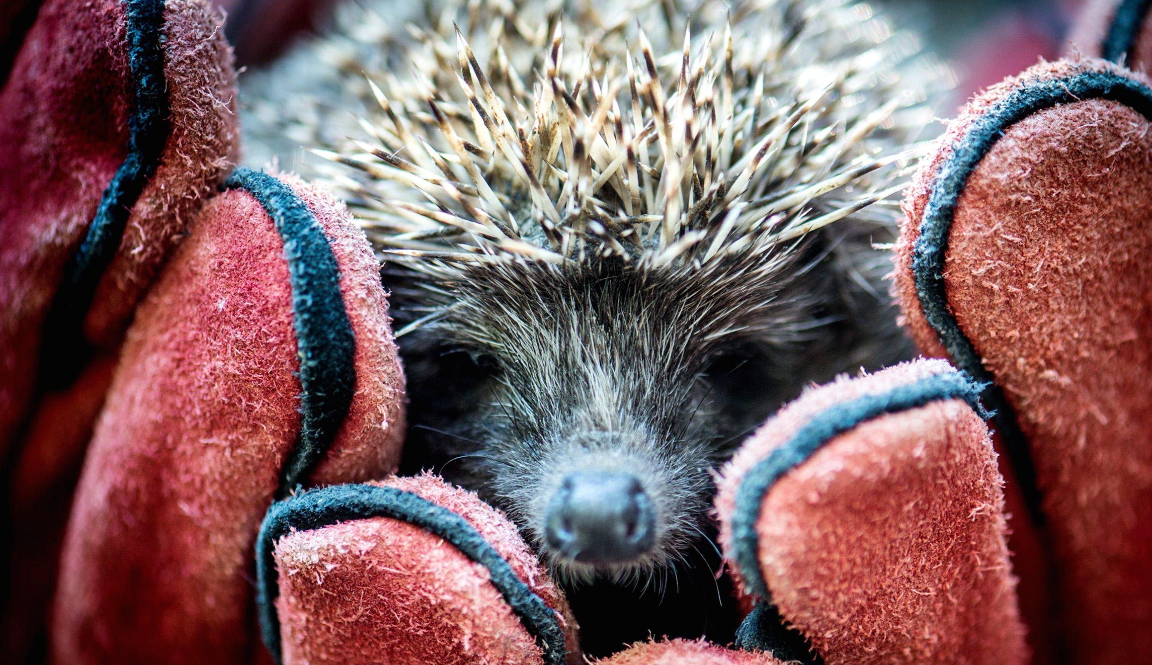 Kiss of salmonella? Snuggling with hedgehogs linked to outbreak, CDC warns