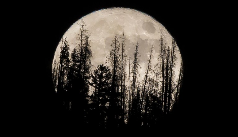 Evergreen trees are silhouetted on the mountain top as a supermoon rises over over the Dark Sky Community of  Summit Sky Ranch in Silverthorne, Colorado.